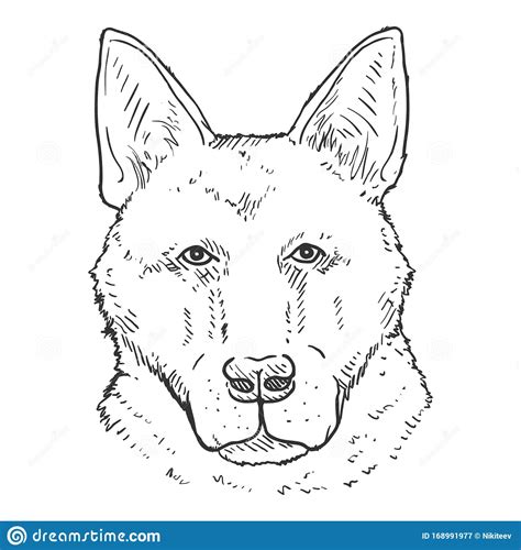 Sketch German Shepherd Dog Face Front View Stock Vector Illustration