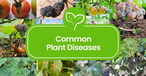 16 Most Common Plant Diseases And How To Prevent Them Plant Propagation