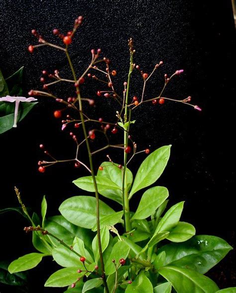 Talinum Paniculatum Limon Sparkling Little Flowers And Seeds And A