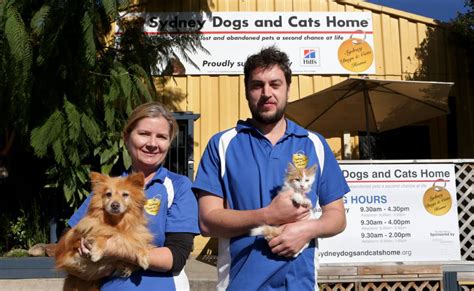 Theyre Holding Out For A Hero Sydney Dogs And Cats Home Needs