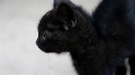 Super Cute Black Kitten Youtube
