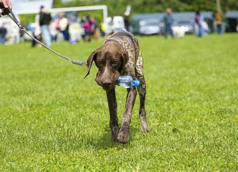 É Seguro Para Os Cães Brincarem Com Garrafas Plásticas De água Wiki Pets