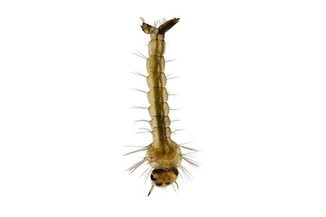 Mosquito Larvae Profile And How To Culture As Live Food Shrimp And