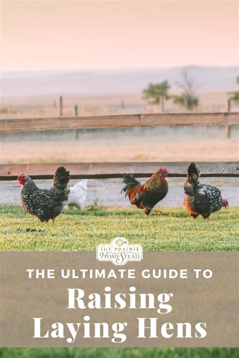 beginner s guide to raising laying hens the prairie homestead laying hens raising backyard