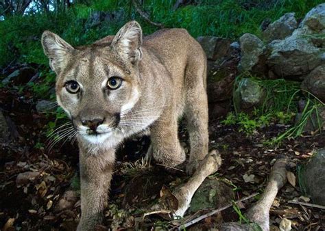 Cougar Killed By Oregon Wildlife Officials Testing Will Determine If It Killed Hiker Roregon