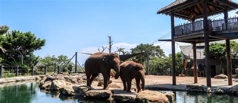 TARONGA ZOO IN SYDNEY, AUSTRALIA – WANDERLUSTYLE – Hawaii Travel