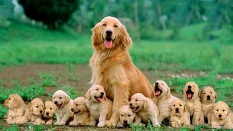 Baby Golden Retriever Mom