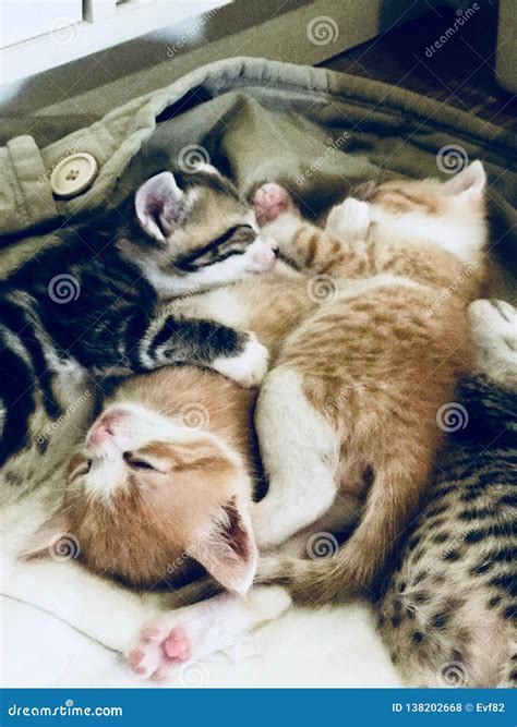 Sweet Dreams Cute Little Kittens Stock Photo Image Of Kittens