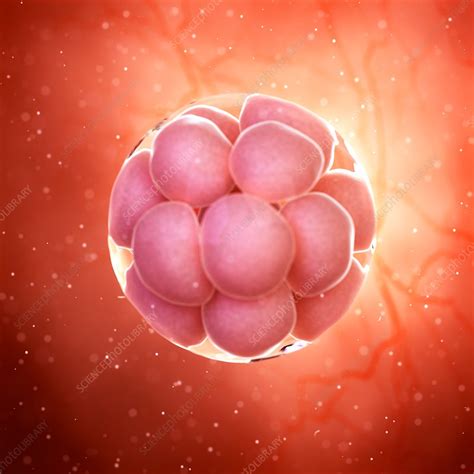 Illustration Of A 16 Cell Stage Embryo Stock Image F0234198