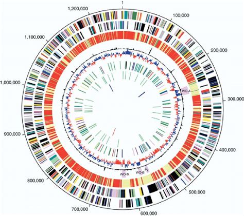 Circular Map Of The Genome And Genome Features Circles Correspond To