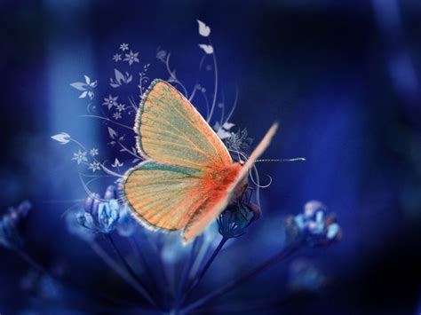 Pretty Butterfly Butterflies Photo 17274860 Fanpop