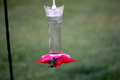 Perhaps, a tree branch or a patio will be a. How To Make Homemade Hummingbird Food