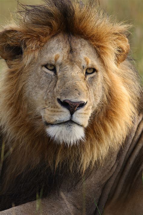Male Lion In Kenya Black Mane