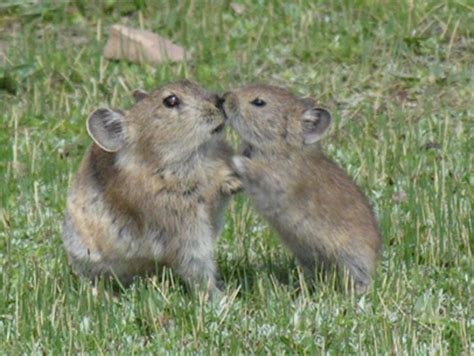 Plateau Pika Cute Little Animals Cute Animals Puppies And Kitties