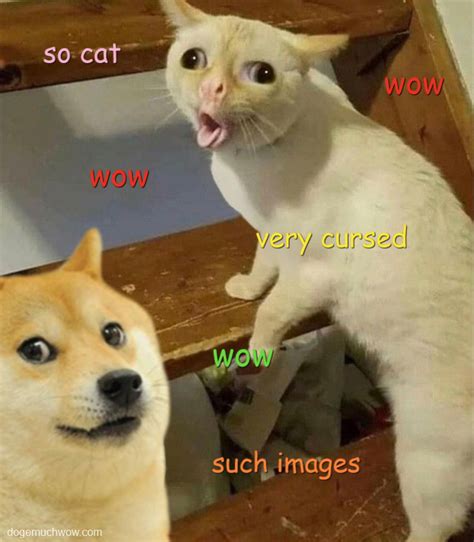 Very Cursed Cat Images 🙀 Doge Much Wow