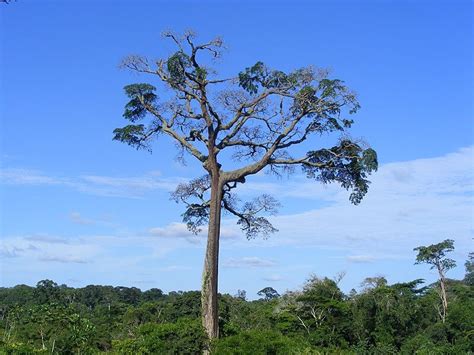 Río Congo Historia Características Recorrido Afluentes Flora Fauna
