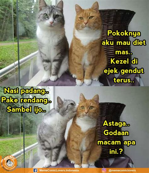 Check spelling or type a new query. 29+ Koleksi Meme Lucu Nasi Kucing Terkeren - Unik