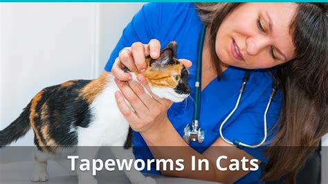 Tapeworms In Cats Causes Prevention And How To Get Rid Of Them