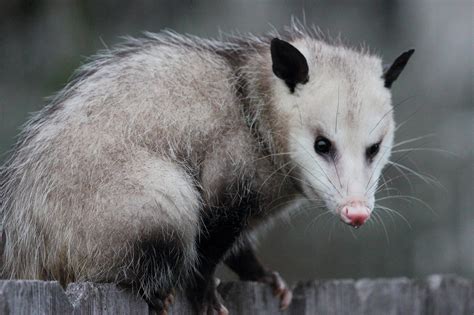 Opossums Removal And Trapping In Virginia Wildlife Removal