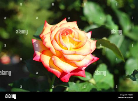 Beautiful Open Rose Stock Photo Alamy