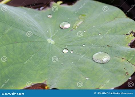 Water Rolling On Lotus Leaves The Leaves Float On Top Of The Wa Stock
