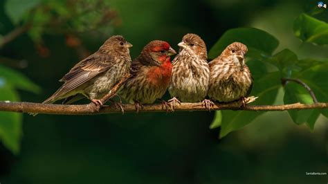 Finch Bird Finches 8 Wallpapers Hd Desktop And Mobile