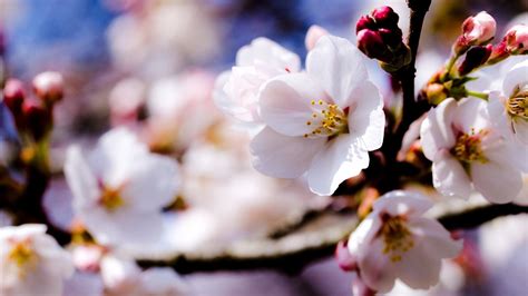 Spring Cherry Blossom Wallpapers Top Free Spring Cherry Blossom