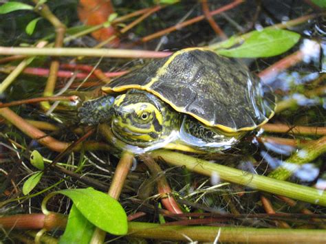 Extremely Rare Turtle Species Hatched At Bronx Zoo | The Bronx Times