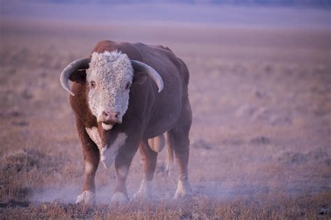 Cow Bull Trevor Bexon Flickr