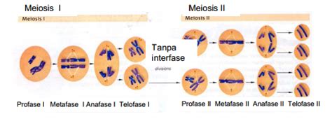 Perbedaan Mitosis Dan Meiosis Dalam Bentuk Tabel Unamed 133595 Hot