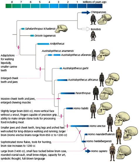 The Emergence Of Humans