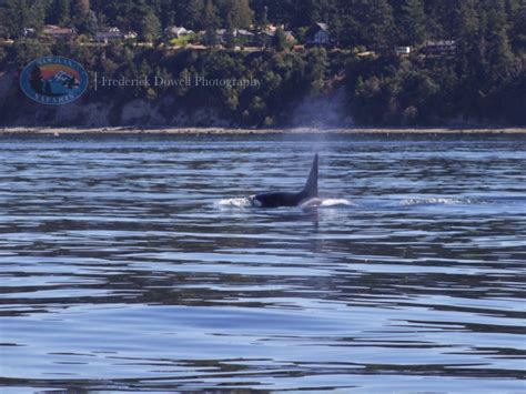 Through Deception Pass To Transient Orcas In Saratoga Pass Seattle