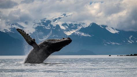 4 Ways Onto The Water In Glacier Bay National Park Huffpost