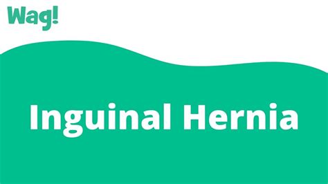 Inguinal Hernia In Dogs Wag Youtube