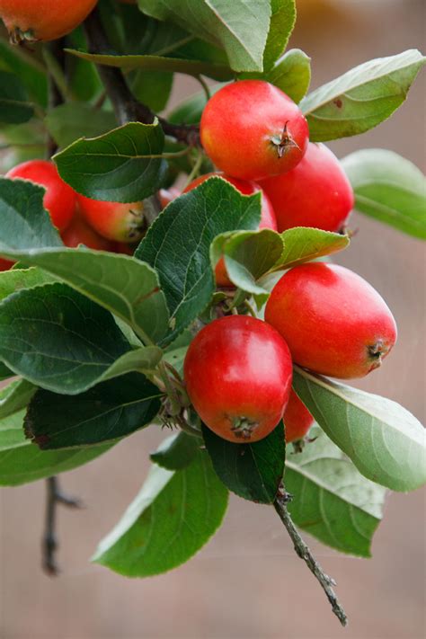 You can grow apple and pear miniature fruit trees and eat the delicious fruit hanging off the tree as soon as they ripen. Mini Apples Free Stock Photo - Public Domain Pictures