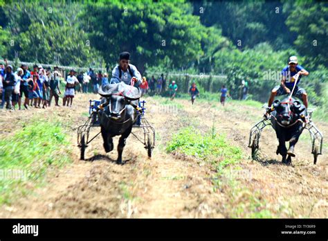 Philippines 24th June 2019 Farmers Participated At Carabao Race As