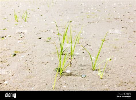 Young Plants Of Marram Grass Growing In Sand Of Beach At Seaside