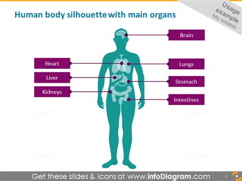 Infographics Human Body Parts Organ Medical Male Female Powerpoint