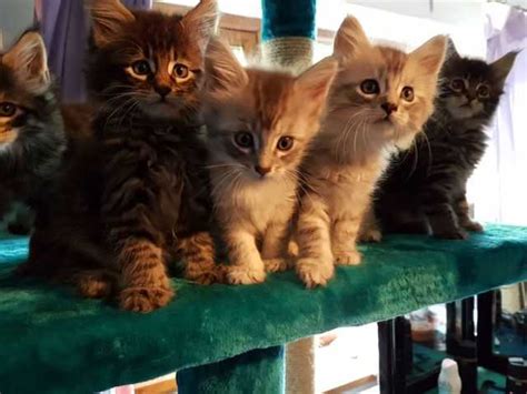 Maine Coon Kittens FOR SALE ADOPTION from Los Angeles California
