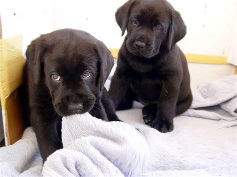 Bonding with a labrador retriever means you'll have a pal for life (and so will. Black labrador puppy biting blanket. 7 week old | Flickr - Photo Sharing!