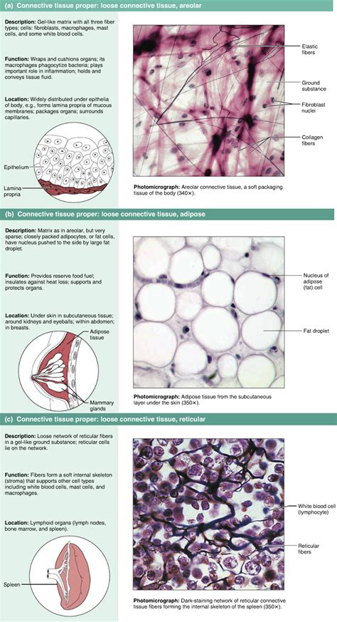 5 Types Of Connective Tissue