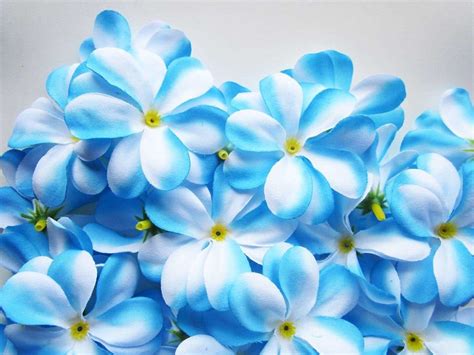 Cool Blue Flowers Wallpaper Hd Pictures