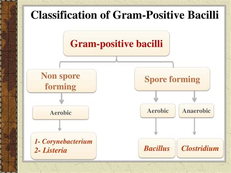 Gram Positive Bacilli Bacteria Pin By Elisse Tarlo On Bacterial