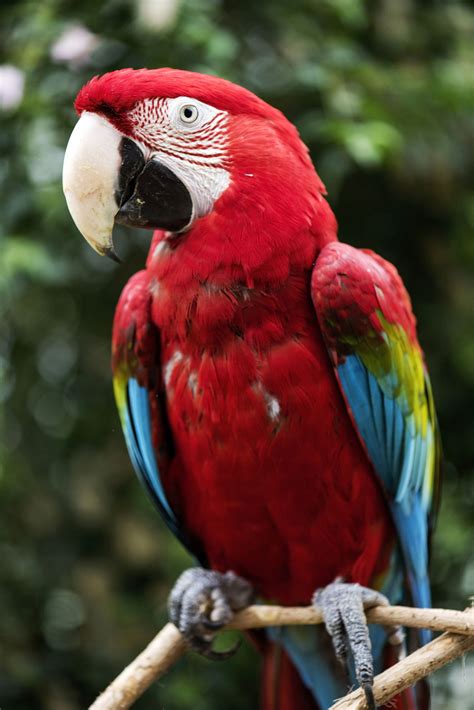 Unbelievably Splendiferous Facts About Parrots