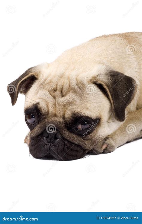 Sad Pug Puppy Royalty Free Stock Photography Image 15824527