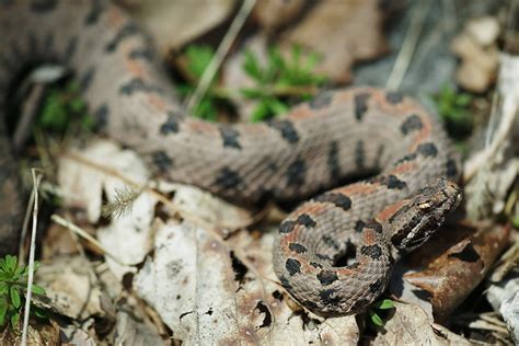 Sistrurus Miliarius Streckeri Western Pygmy Rattlesnake Herps Of Arkansas