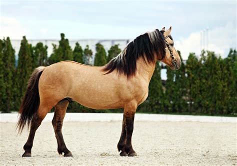 American Horse Breeds And Where To See Them In The Wild