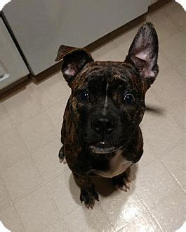 Search for a puppy or dog. Rochester Hills, MI - Boxer Mix. Meet Monty, a puppy for adoption. http://www.adoptapet.com/pet ...