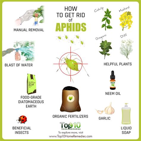 how to get rid of aphids top 10 home remedies