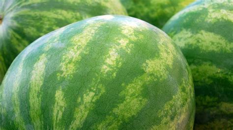 How Much Does an Average Watermelon Weigh?